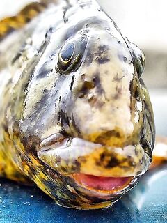 Только фото — короткая заметка: сезон, приманка и место были бы в тему