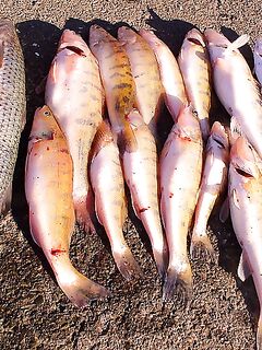 Морская рыбалка в Бургасе — судак, пеленгас и чернокоп, «клюёт на всё»