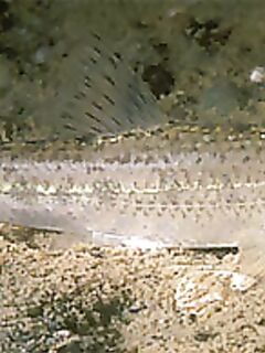 Приманка «бабушка»: короткая заметка о наживке для судака и компании