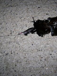 Зимняя морская рыбалка в Турции, Коньяалты: группер, морской лещ и сабида ночью