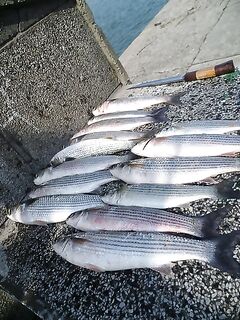 Весна в Бургасе — морская рыбалка в Бургасе по кефали, нереис и прикормка зажигают