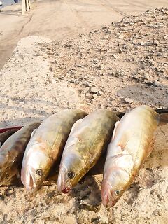 Западный порт Бургаса — шёл за карагьозом, вернулся со шпротной мелочью