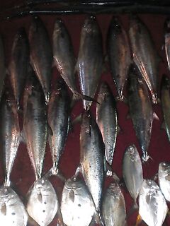 Конго — барракуда на рейде, хищник без компромиссов