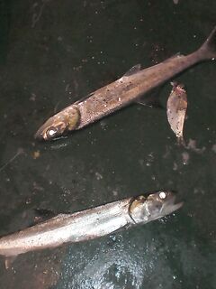 Морской «жерех» с кастмастера и самодура — костистый, но боец отличный