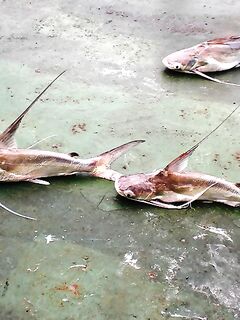 Сомики на кальмара — ничего хитрого, резина работает хуже, но берут