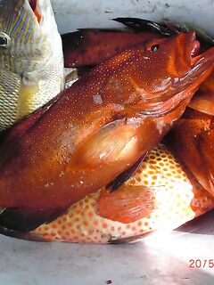 Океанские окуни по координатам — далеко от берега, коптили прямо на судне