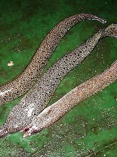 Мурена только в прилове — с крючка неудобно, мелочь путает поводки