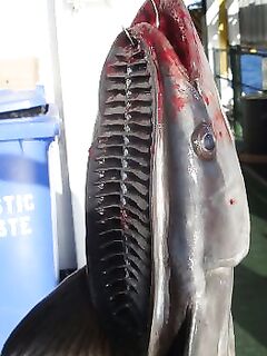 Прилипала на воблер — от акулы оторвалась и искала нового хозяина