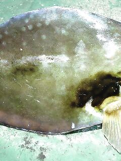 «Костяная рыбка» из тропиков: сплошной скелет, пару кадров и обратно в море