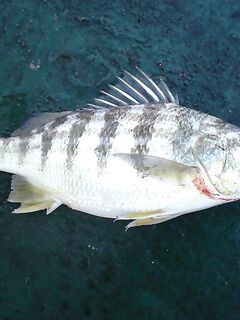 Рейд Веракрус, Мексика: каменный окунь на кальмара и короткие ступенчатые проводки