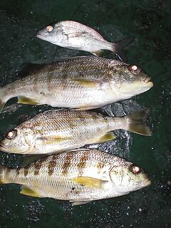 Небольшие по 150–300 г, но удовольствие: кусочки кальмара или мяса решают