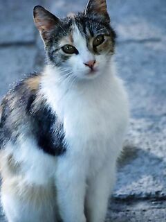 Тёплая вода и пусто: бычка и ставриды нет, ждём первый хвост на подходе