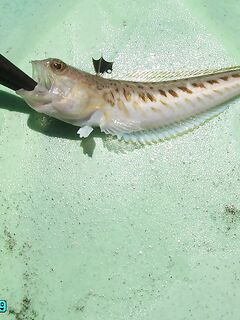 Свинцовый джиг как груз для самодура: 2 в 1 по луфарю и ставриде, осторожно дракон