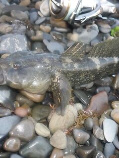 Краснодарский край: Zenaq Astra 0.4–5 г, слабый отклик, ерши, бычки, караси, барабуля