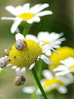 Весной улитки на наживку: рабочий вариант по бычку в прибрежной зоне