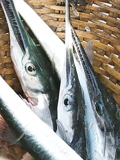 Черногория как пример: плавающая сбирулина, длинный поводок и кусочек саргана