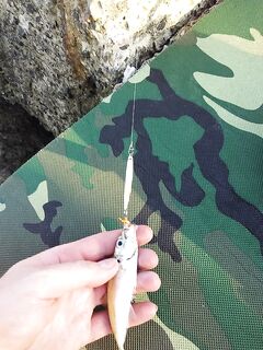 Самодельные пилькеры в работе: твичим саргана и ставридку на компактные блестяшки