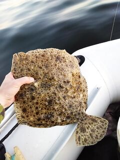 Камбалка на яйца с кормаком: прилов при ловле бычка и вес по факту 1,62 кг