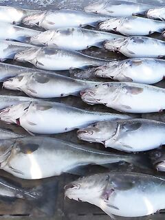 Северное побережье: морская рыбалка на севере в короткой пометке без подробностей