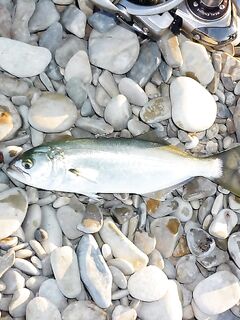 Голубая бухта, Геленджик: ултралайт, пилькеры 3–7 г и микроджиг по разным видам рыбы