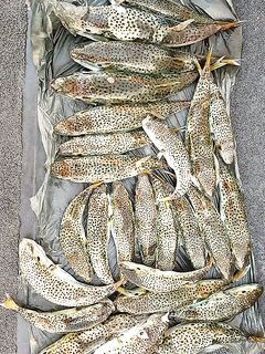 Кипр — иглобрюхая фугу и поведение стаи: когда лучше сворачиваться