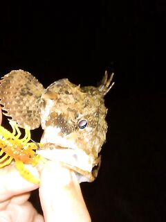 Rockfishing — «ночные разбойники» на мелководье