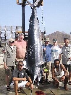 «Коктейль через трубочку» и 362 кг трофея: наблюдать и ловить — разные роли