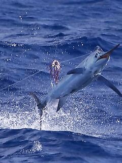 25.02.2010: синий марлин около 80 кг — отпуск; вечером морской окунь до 20 кг