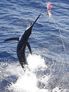 15.03.2010: старт сезона на Сао Висенте — пять «синих» до 600 lb за три дня