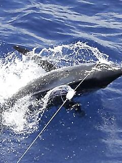 22.03.2010: три атаки — два «синих» 350 и 450 lb — краткий апдейт дня