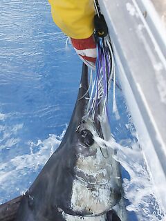 22.03.2010: Александр оформил 300, 350 и 500 lb; рядом взяли ещё 200 и 300