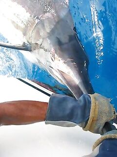 30.03.2010: до обеда 250 lb отпуск, к вечеру сход ~600 lb — всего три рыбы