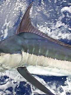 03.04.2010: штормит, марлин 300 lb и сход белого — накануне ваху 20 кг