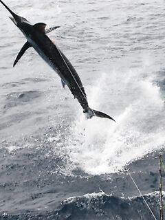 10.04.2010: финал сафари — белый и синий марлин у берегов Сао Николау