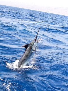 11.04.2010: три марлина на обратном пути к Сао Висенте — крупнейший 600 lb