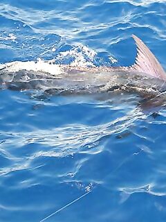 15–16.04.2010: 4/3 и 3/1 по марлину, лучший — 600 lb, участок к Сао Антао