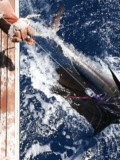 19.04.2010: три атаки, распрямлённый крючок и парусник 35 кг в концовке дня