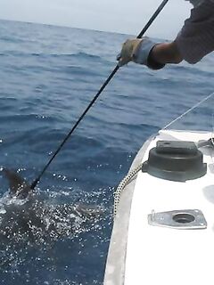 20.04.2010: юг Сао Висенте, Сан Педро — по два «синих» 300 lb, теги и отпуск