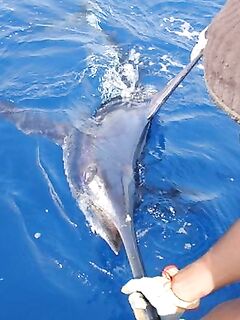 22.04.2010: две атаки — два синих 250 и 450 lb, вываживание стоя и отпуск