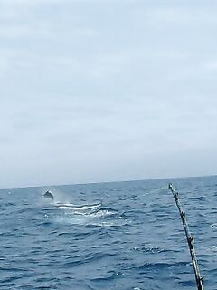 23–24.04.2010: три «синих» и ваху 30 кг, затем первый марлин у Владимира 250 кг