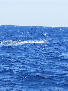 28.04.2010: два «синих», один ушёл на 750 lb — леска лопнула на 300 м