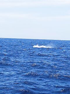 Два марлина за день: север Сао Висенте, 22.05.2010 — удачный старт сафари