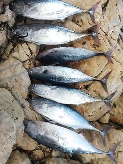 Кипрская подборка рыбалки — правлю детали по местам, снастям и времени выхода