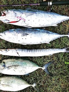 Северный Кипр, штиль и зависшие над водой птицы — свежая фотография из ленты