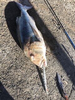 Морская рыбалка на Северном Кипре: клубный фестиваль в Лапте 5 августа, сбор в 5:30