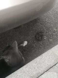 «Рыбы много и разной»: дождь, пасмурно, завтра решаем по погоде и кот у машины