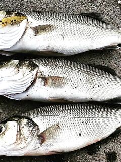 День ветра и ремонта дома: пауза по рыбалке, завтра утром проверю прошлую точку