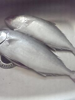 С 5:30 на камнях, в 9:30 — пирс: пара минири на тонущий синеватый воблер, снасти редеют