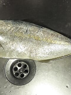 Точки от местного: на третьем забросе амбер на Fishcat 100–110 мм, дальше тишина