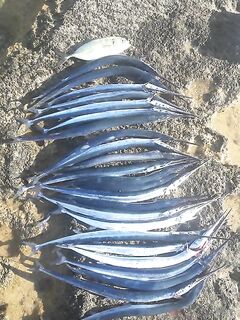 Фамагуста рядом с Айя-Напой: молодой паренёк «надрал» саргана вчера утром